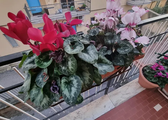 לינה וארוחת בוקר Estia Domus פומפיי